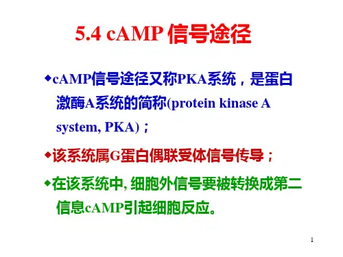 细胞生物学：cAMP 信号途径