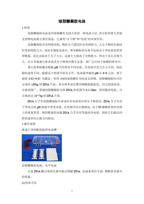 琼脂糖凝胶电泳