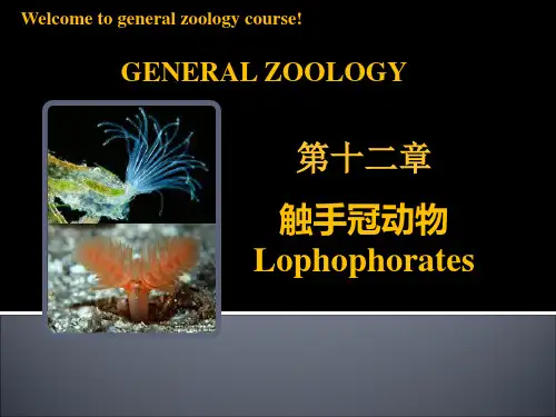 动物学教学课件：第十二章  触手冠动物
