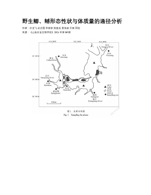 野生鲫、鳡形态性状与体质量的通径分析
