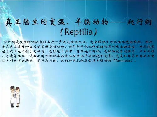 爬行纲_精品文档