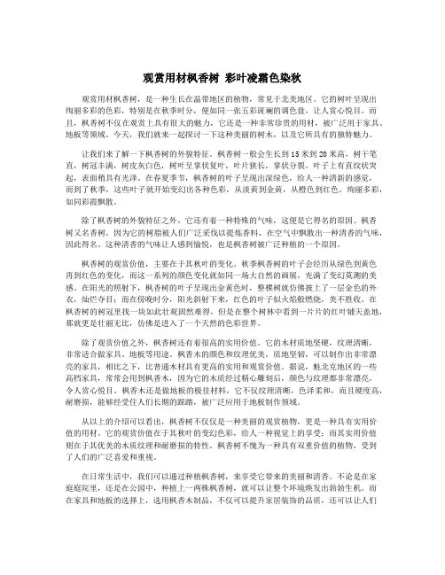 观赏用材枫香树 彩叶凌霜色染秋