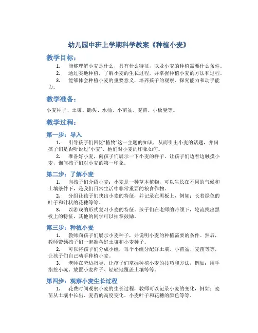 幼儿园中班上学期科学教案《种植小麦》