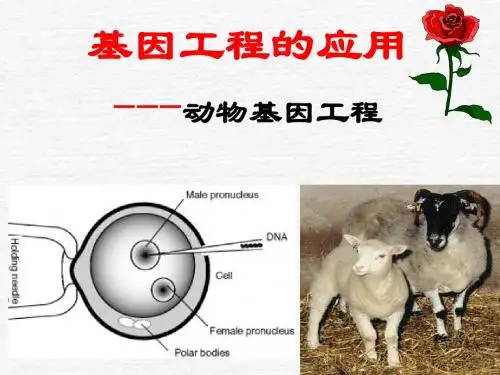 动物基因工程