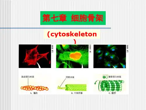 第七章 细胞骨架