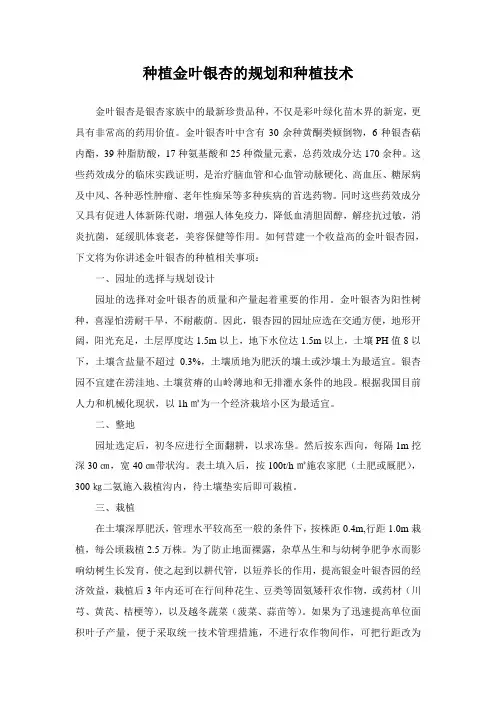 种植金叶银杏的规划和种植技术