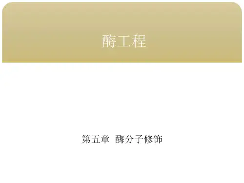 酶工程 第五章酶分子修饰  第六节物理修饰