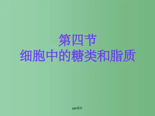高中生物 第四节 糖类和脂质 新人教版