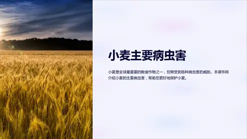 《小麦主要病虫害》课件