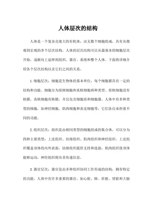 人体层次的结构