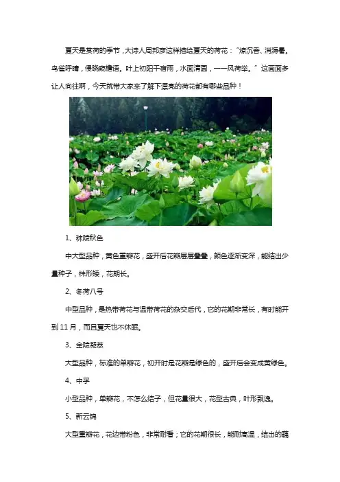 荷花的品种有哪些