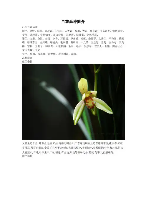 兰花普通品种介绍