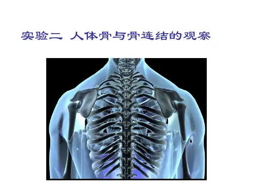 人体解剖学实验二人体骨架的观察精品PPT课件