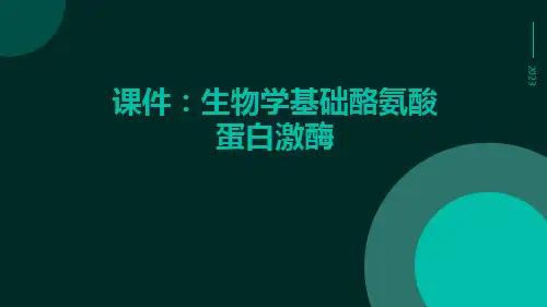 课件生物学基础酪氨酸蛋白激酶