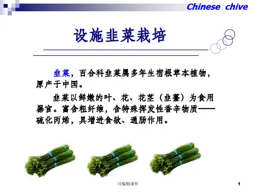设施韭菜栽培ppt课件