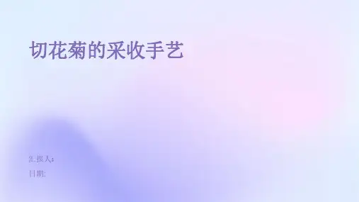 切花菊的采收手艺