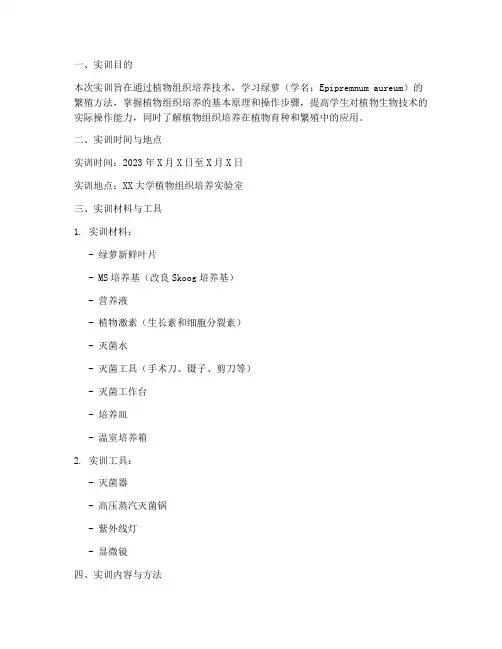 绿萝组织培养实训报告
