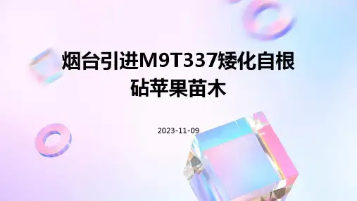 烟台引进M9T337矮化自根砧苹果苗木