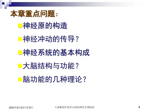 人体解剖生理学心理的神经生理机制课件
