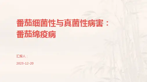番茄细菌性与真菌性病害：番茄绵疫病
