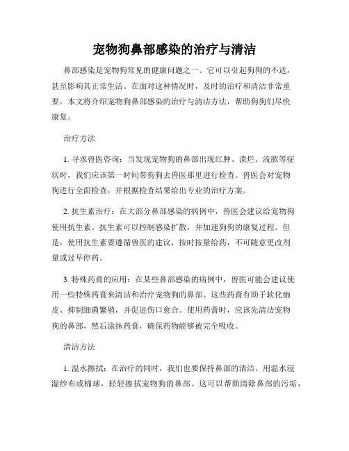 宠物狗鼻部感染的治疗与清洁