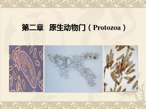 脊椎动物亚门