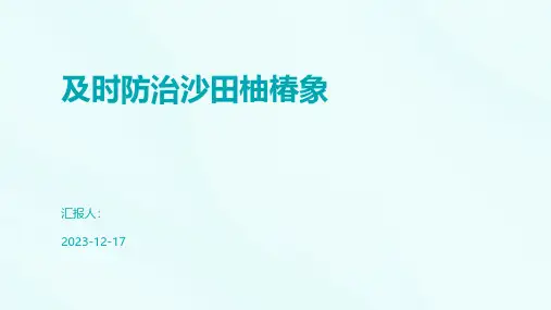 及时防治沙田柚椿象
