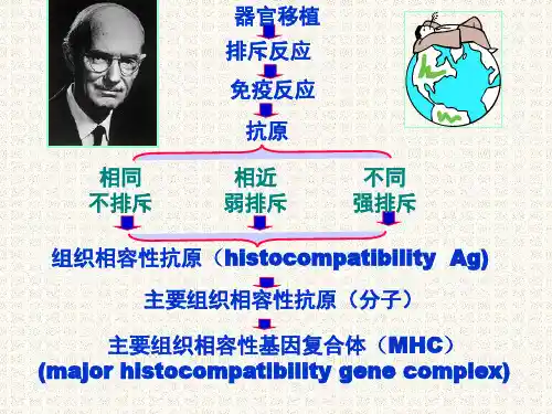 6免疫学MHC主要组织相容性基因复合体