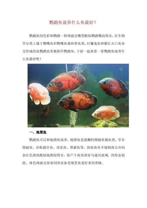 鹦鹉鱼混养什么鱼最好？