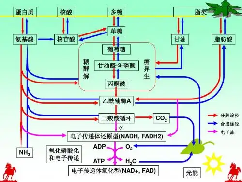 天津大学生物化学课件Lecture13AminoAcidMetabolism