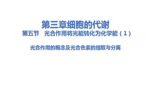 光合作用的概念及光合色素的提取与分离