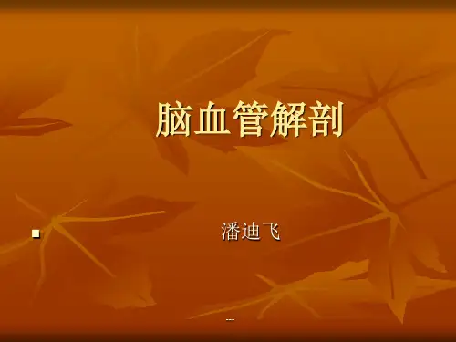 脑血管解剖图解