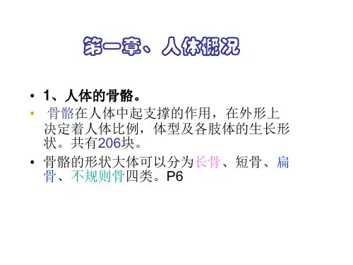 艺用人体解剖第一章人体概况