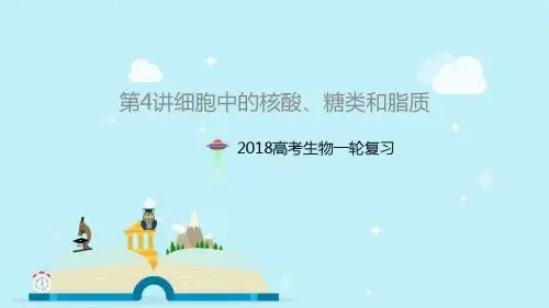 2018高考人教生物一轮复习第4讲细胞中的核酸、糖类和脂质课件 (共42张PPT)