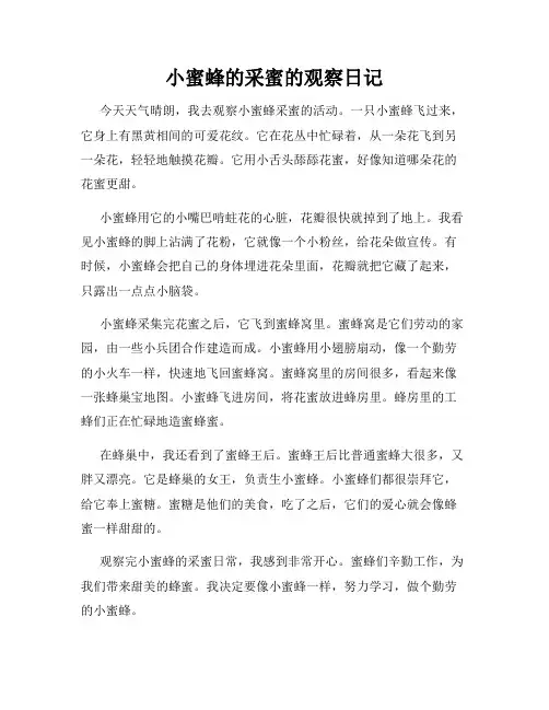 小学三年级作文小蜜蜂的采蜜的观察日记