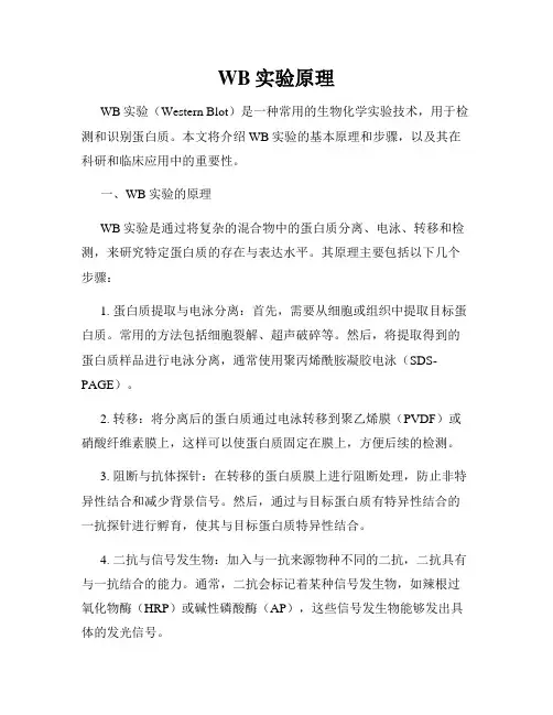 WB实验原理