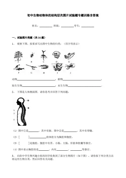 初中生物动物体的结构层次图片试验题专题训练含答案