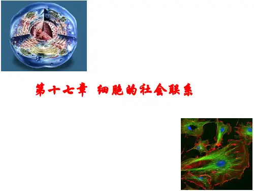 细胞生物学细胞的社会联系