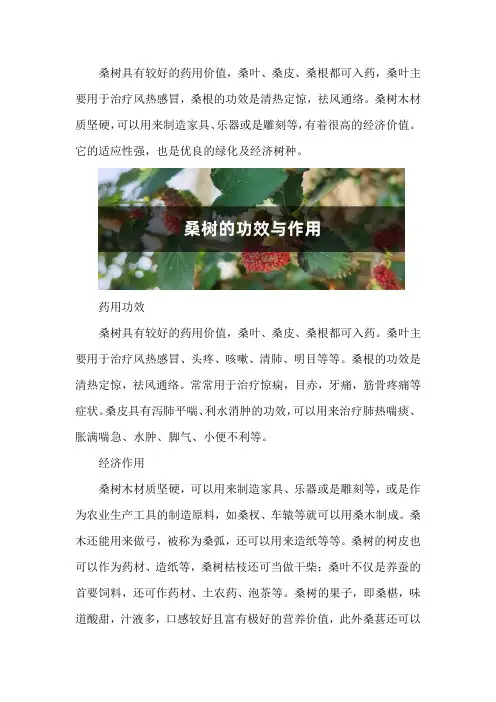 桑树的功效与作用