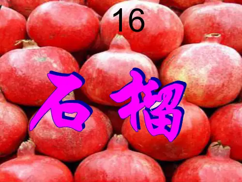 三年级上册语文课件-5.16 石榴 苏教版 (共36张PPT)