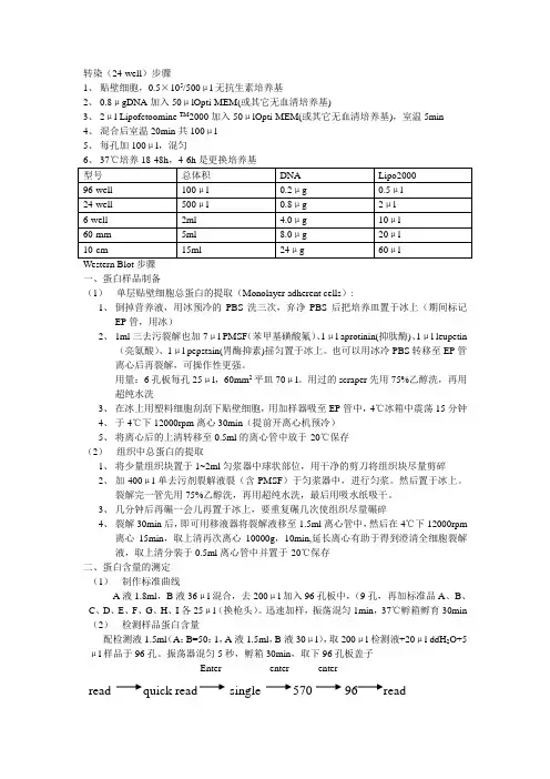Western实验步骤