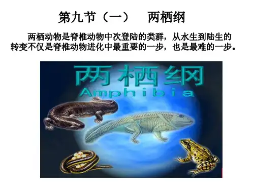 两栖动物是脊椎动物中次登陆的类群，从水生到陆生的转…