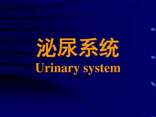 组织学与胚胎学课件泌尿系统PPT课件