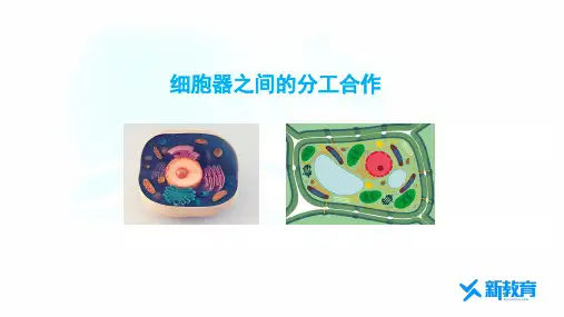 课件3：3.2 细胞器之间的分工合作