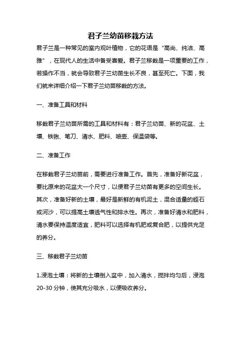 君子兰幼苗移栽方法