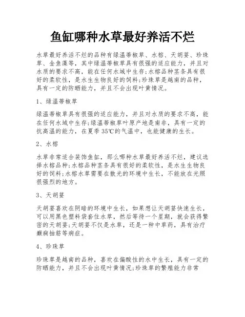 鱼缸哪种水草最好养活不烂