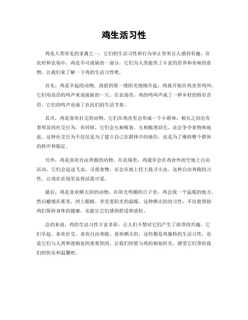 鸡生活习性