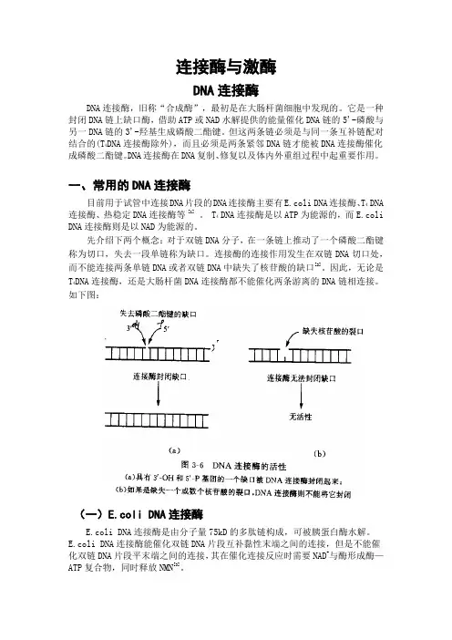 —连接酶和激酶
