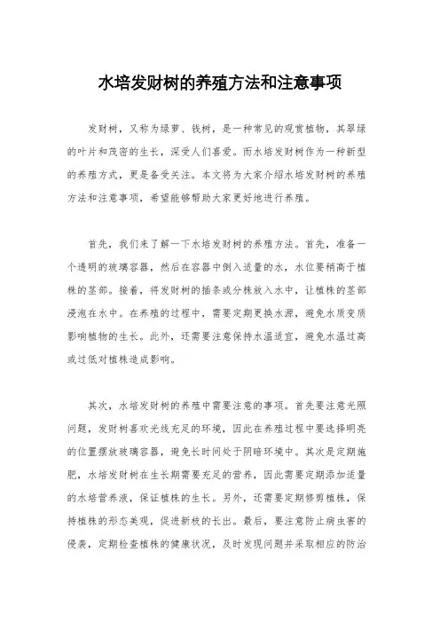 水培发财树的养殖方法和注意事项
