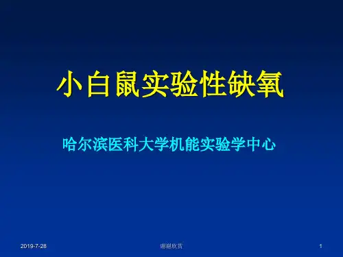 小白鼠实验性缺氧.pptx